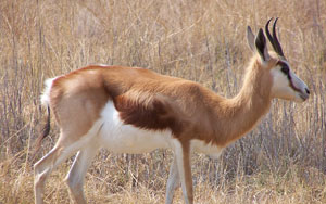 Csehországi ajándékantilopokat öltek le a Dél-Afrikai Köztársaságban