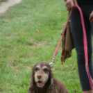 Nyárbúcsúztató Fesztivál (Fotó: Nagy Mária)