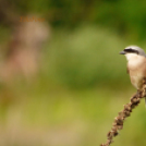 Tilai Gergely - Kerekesszéktől az önálló fotókiállításig
