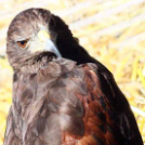  Szigetköz ízei, Vármegye borai Fesztivál 2. nap (Fotó: Stipkovits Veronika, Bánhegyi István)