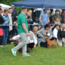 CAC kutyakiállítás (Fotó: Nagy Mária)