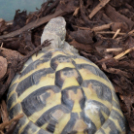 Gyermeknap a Hansági Múzeumban (Fotó: Bánhegyi István)