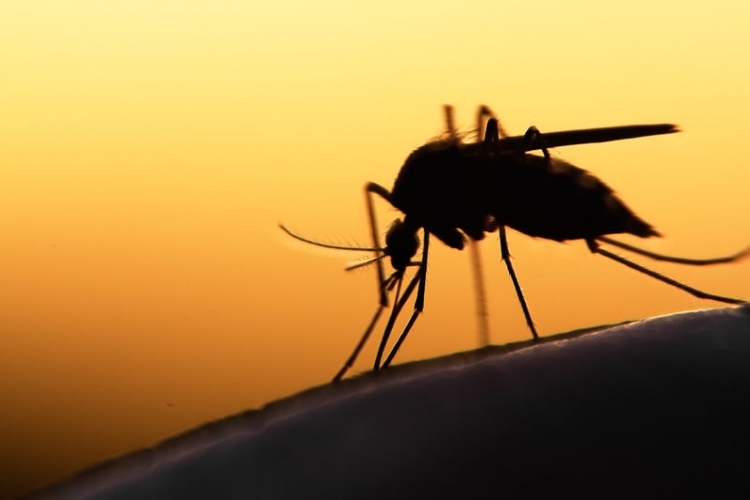 Sikeresen zárult az idei országos szúnyoggyérítési program