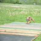 Agility Attilával (Fotó: Nagy Mária)