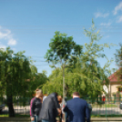 Faültetés az Idősök otthonában