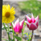 Költészet napi koszorúzás a József Attila szobornál (Fotó: Nagy Mária)