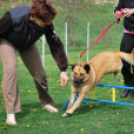 Agility - Hobby Kutyások részére (Fotó: Nagy Mária)