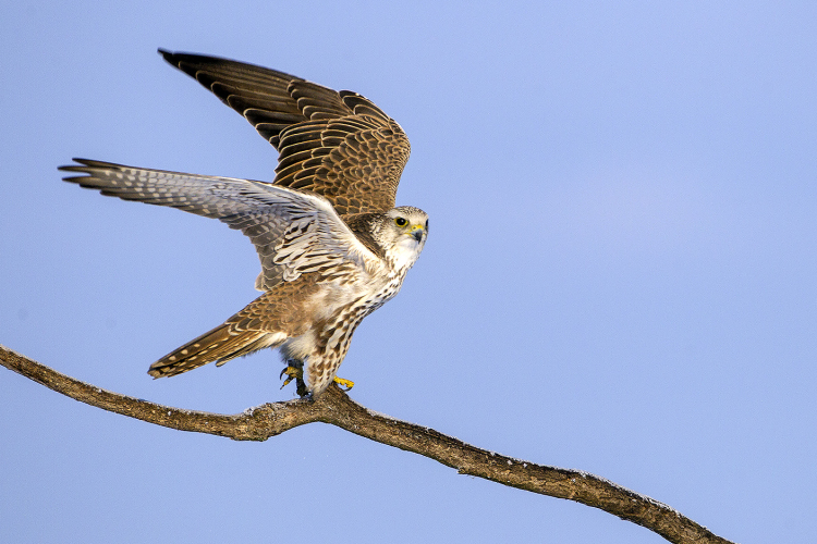 Söréttel lőttek meg ismeretlen elkövetők egy kerecsensólymot a Hortobágyon