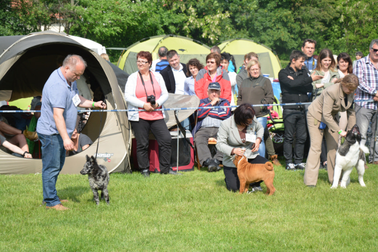 CAC kutyakiállítás (Fotó: Nagy Mária)