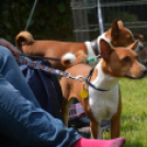 CAC kutyakiállítás (Fotó: Nagy Mária)