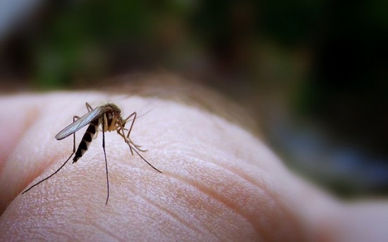 Nyolc tévhit szúnyogról, kullancsról