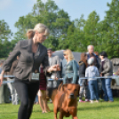 CAC kutyakiállítás (Fotó: Nagy Mária)