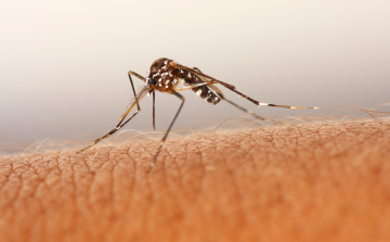 Ismét szúnyoggyérítés