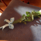 100 éves a Magyar Védőnői Szolgálat Városi Ünnepség