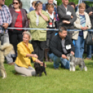 CAC kutyakiállítás (Fotó: Nagy Mária)