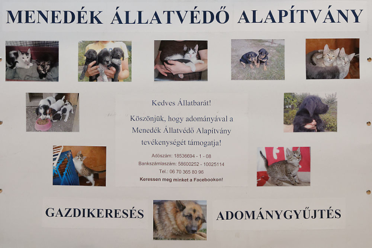 Jótékonysági koncert a Menedék Állatvédő Alapítvány részére (Fotó: Horváth Attila)