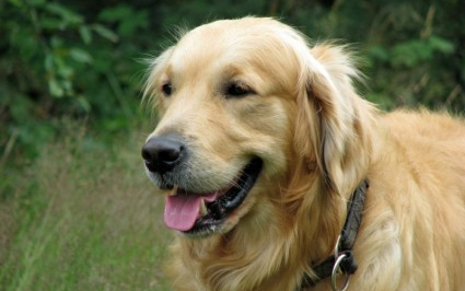 Ebösszeírás Mosonmagyaróváron