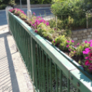 Virág lopások és rongálások Mosonmagyaróváron