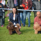 CAC kutyakiállítás (Fotó: Nagy Mária)