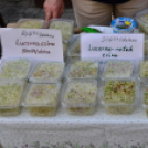 Kult Gála a Kult-Utcában (Fotó: Horváth Attila)