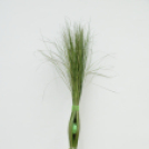 Téli Virágdekor Kiállítás