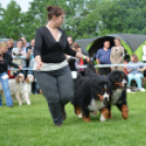 CAC kutyakiállítás (Fotó: Nagy Mária)