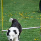 Agility - Hobby Kutyások részére (Fotó: Nagy Mária)