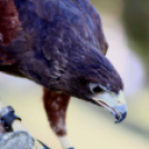  Szigetköz ízei, Vármegye borai Fesztivál 2. nap (Fotó: Stipkovits Veronika, Bánhegyi István)