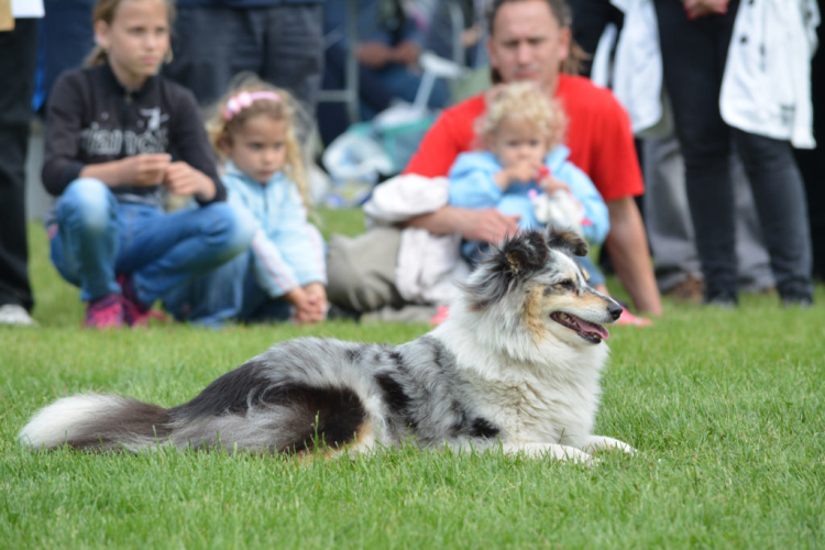 CAC kutyakiállítás (Fotó: Nagy Mária)