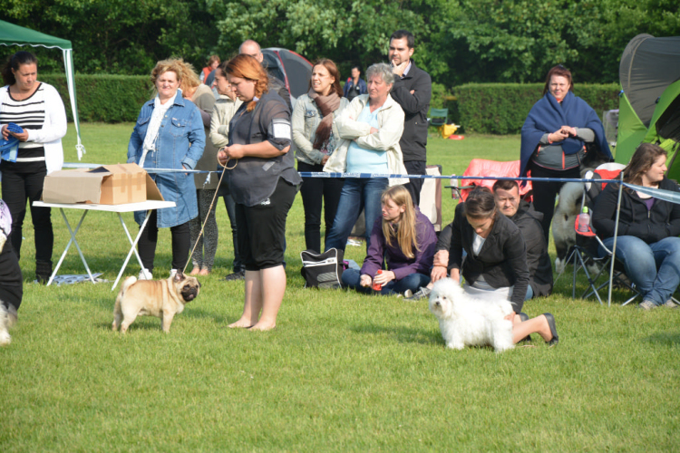 CAC kutyakiállítás (Fotó: Nagy Mária)