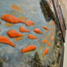 Tapintsd meg, képzeld el, leld örömöd benne című kiállítás és megnyitója ( Fotó: Patács Judit )