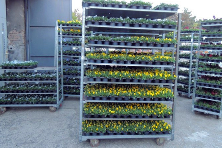 Virágosítás a városközpontban