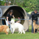 CAC kutyakiállítás (Fotó: Nagy Mária)