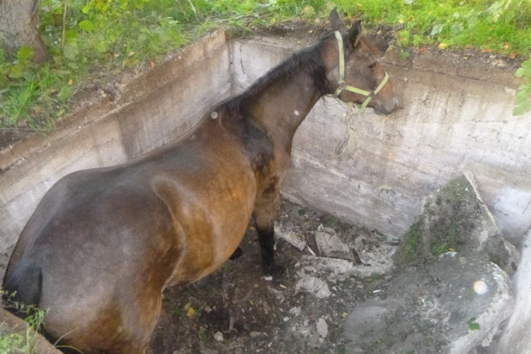 Lovat szabadítottak ki a tűzoltók
