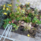 Virág lopások és rongálások Mosonmagyaróváron