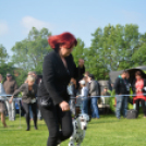 CAC kutyakiállítás (Fotó: Nagy Mária)