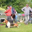 CAC kutyakiállítás (Fotó: Nagy Mária)