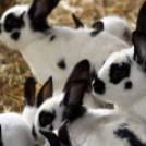 Pillangó Óvoda lovas nap és piknik (Fotó: Stipkovits Veronika)