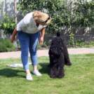 Az Ebuló Kutyaiskola interaktív kutyás bemutatója a Pillangó óvodában (Fotó: Stipkovits Veronika)