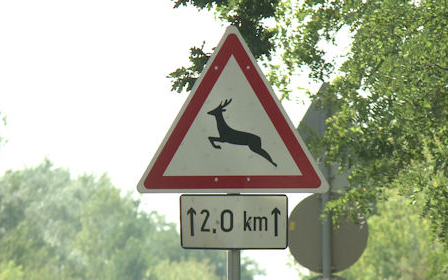 Figyeljünk az őzekre az utakon!
