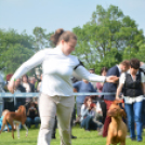 CAC kutyakiállítás (Fotó: Nagy Mária)