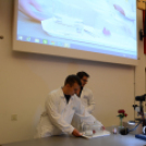 Entente Florale Day Mosonmagyaróvár - Virágzó Város Mosonmagyaróvár (Fotó: Bánhegyi István)