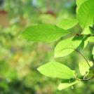 Szemétszedés a Kiserdőben (Fotó: Nagy Mária)