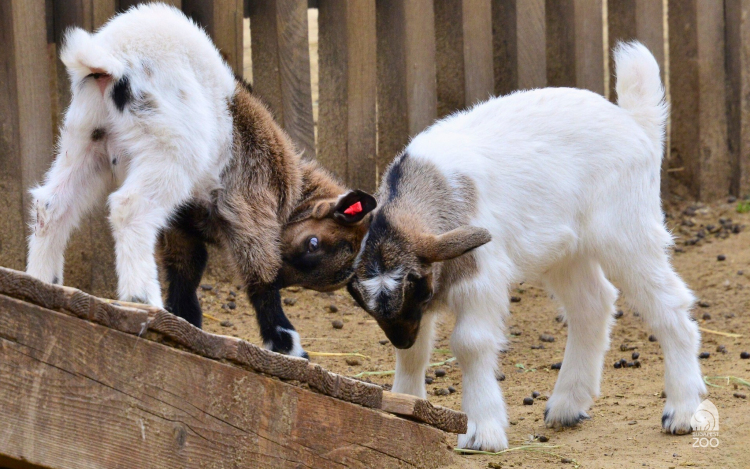 Újra megnyílt az állatsimogató a Fővárosi Állat- és Növénykertben