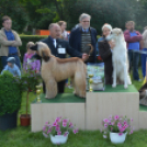 CAC kutyakiállítás (Fotó: Nagy Mária)