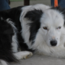 Agility - Hobby Kutyások részére (Fotó: Nagy Mária)