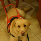 Lions hálaadó teadélután (Fotó: Nagy Mária)