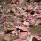 Ökör sütés az Englernél (Fotó: Nagy Mária)