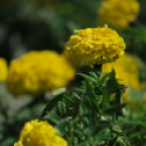 Belvárosi virágút (Fotó: Nagy Mária)