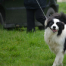 Agility Attilával (Fotó: Nagy Mária)